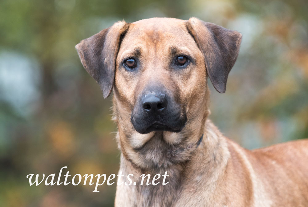 Black Mouth Cur dog Picture