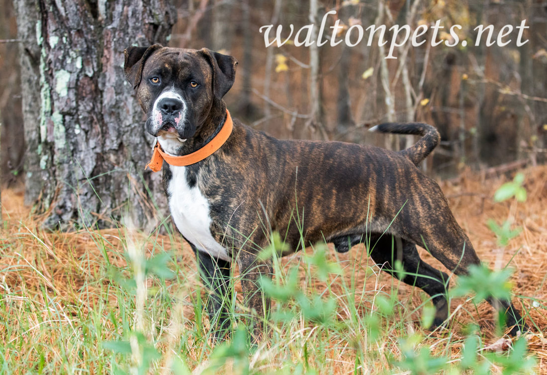 Brindle Boxer Mastiff Picture