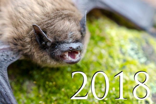 Brown Bat 2018 Picture