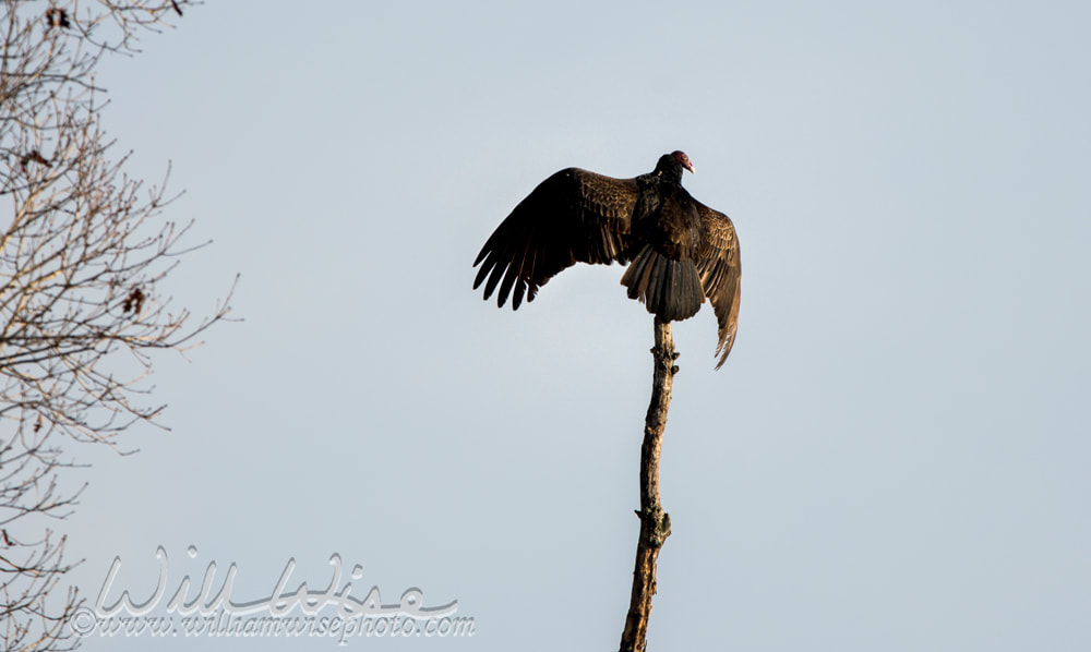 Turkey Vulture Picture