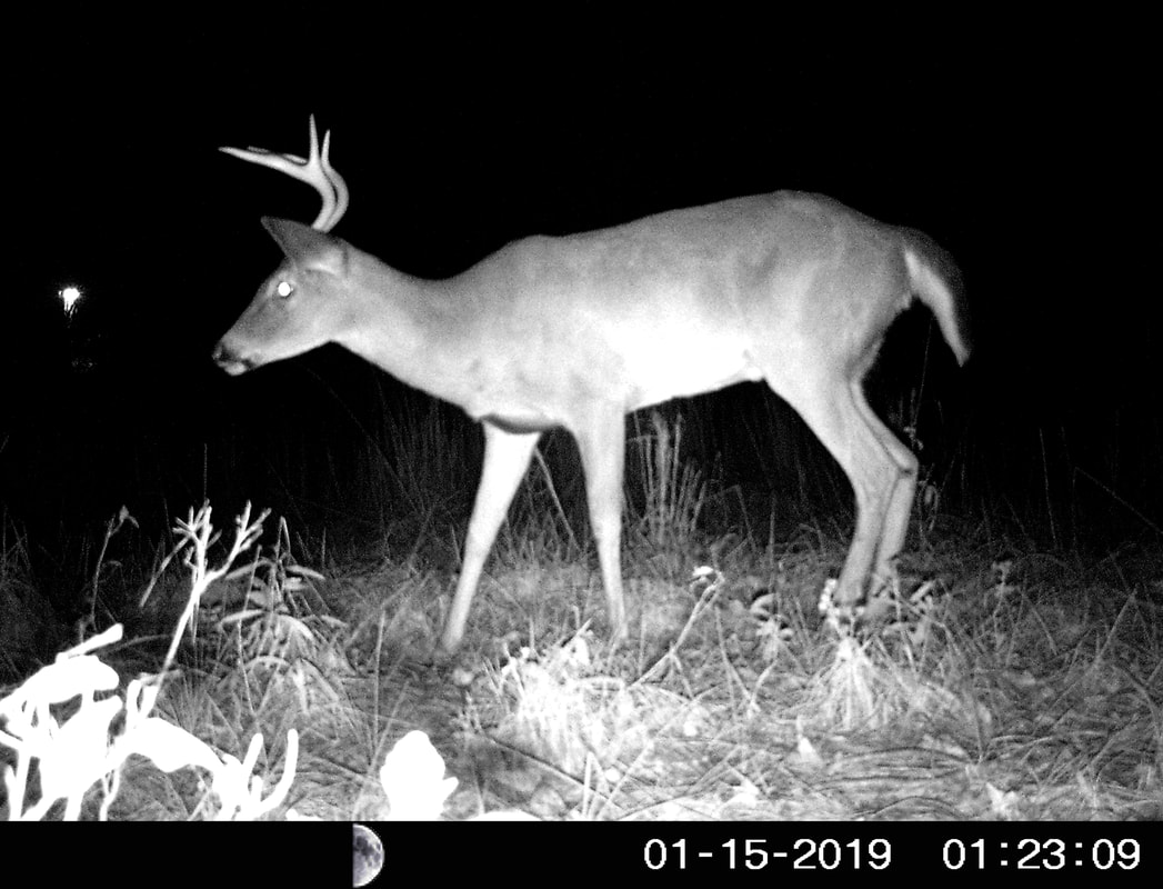 Trail Camera Deer Picture