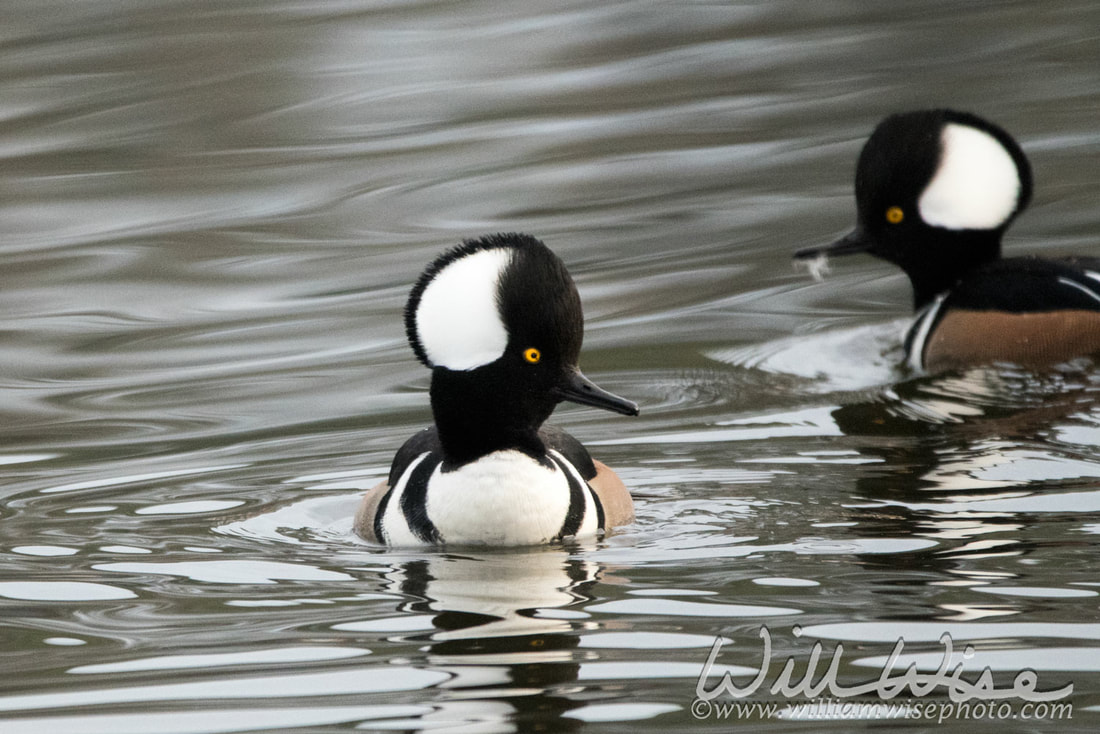 Hooded Merganser Picture