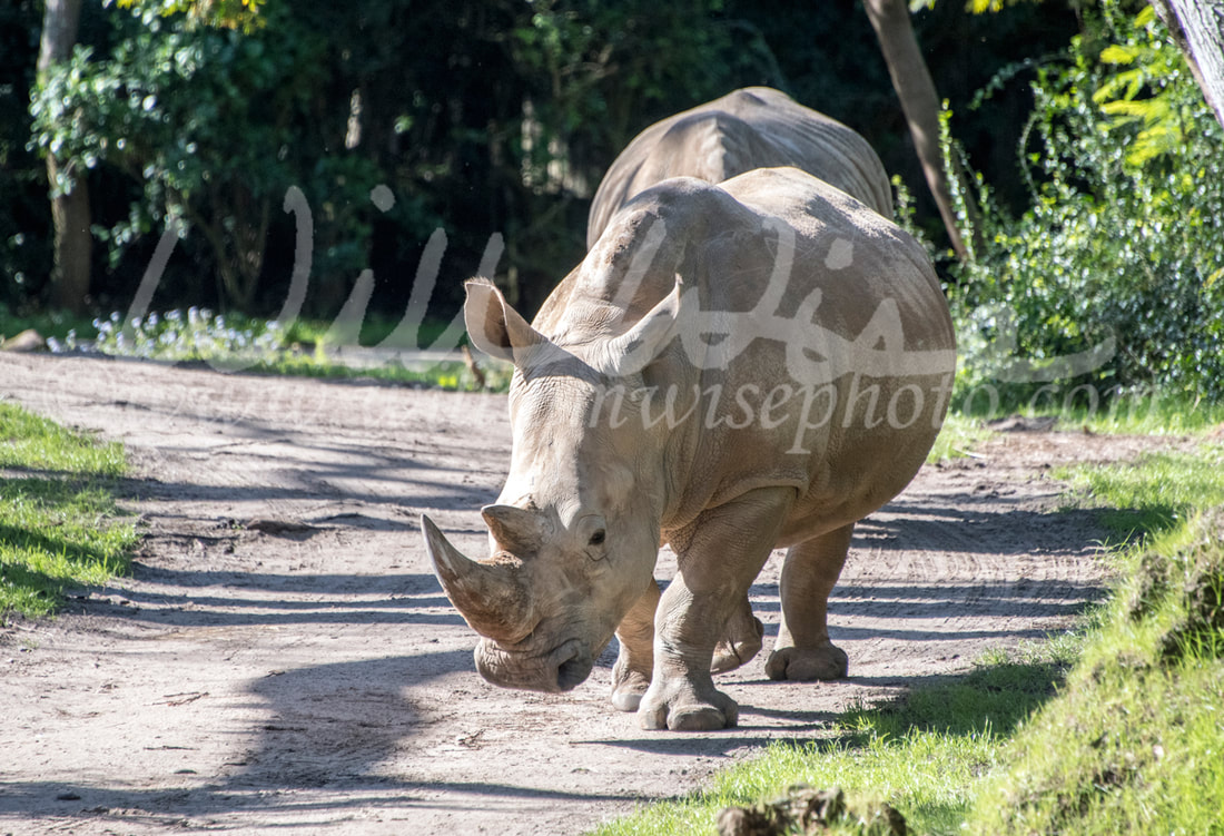 Rhinoceros Picture