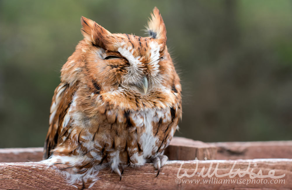 Eastern Screech Owl asleep on fence post, Georgia USA Picture