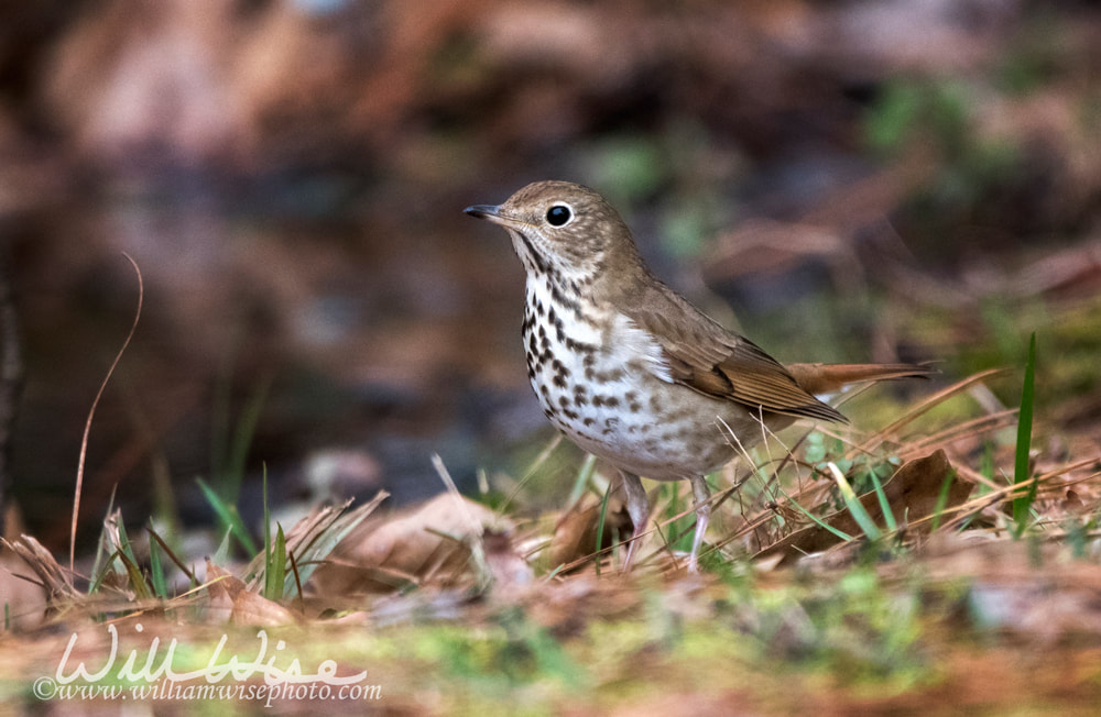 Hermit Thrush bird in leaves, Georgia USA Picture