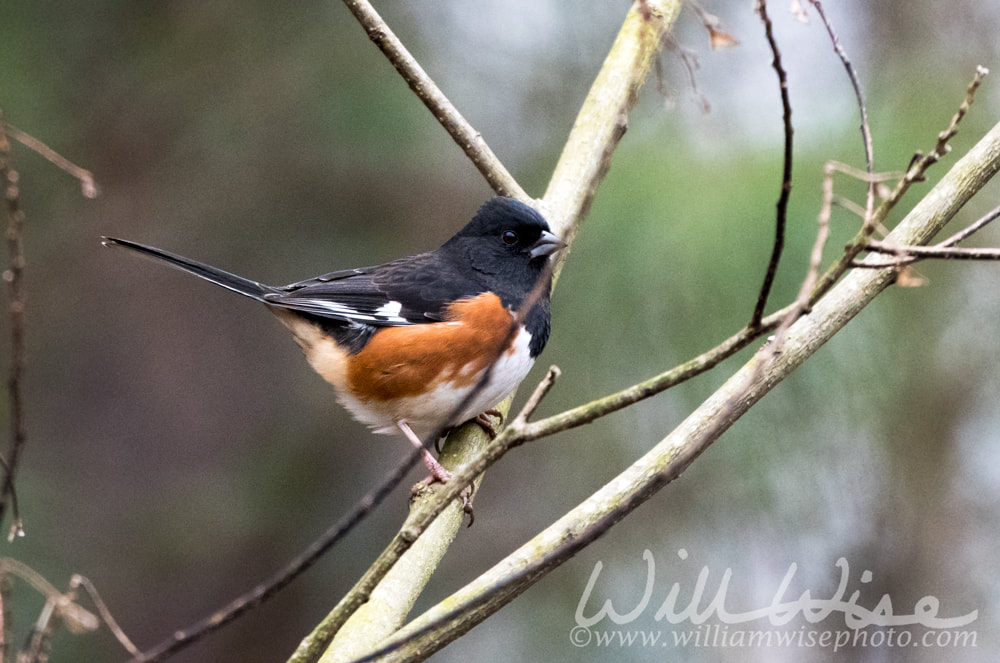 Eastern Towhee Picture