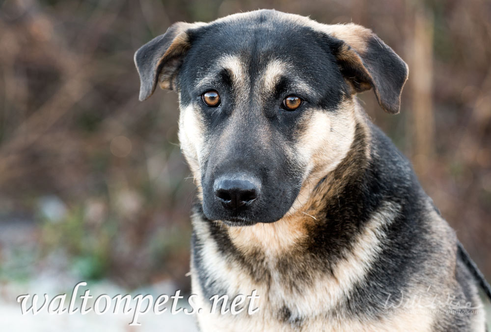 Shepherd mix puppy dog Picture