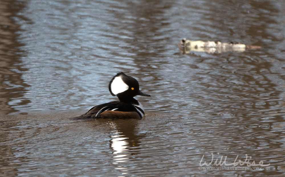 Hooded Merganser Picture