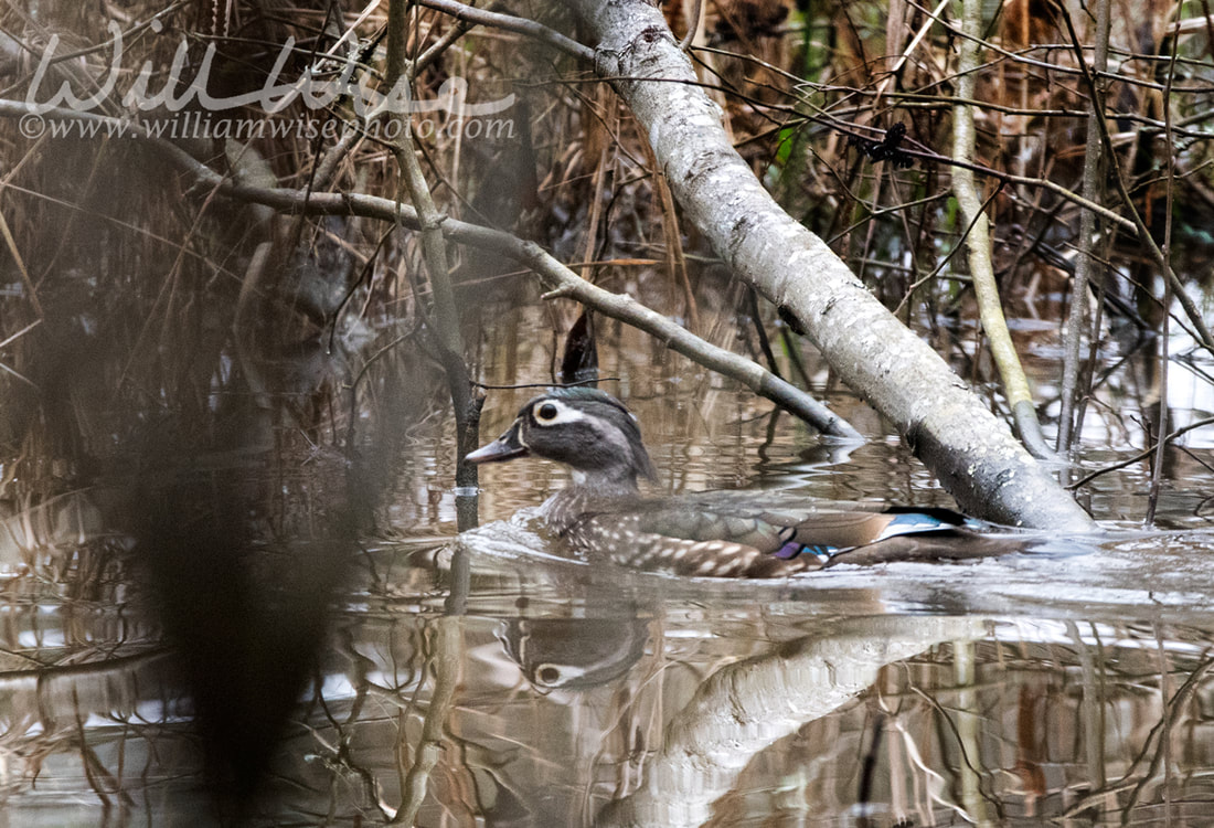 Wood Duck Picture