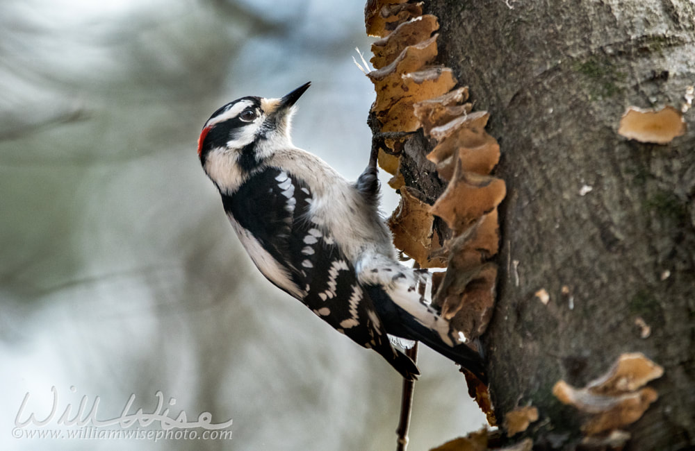 Downy Woodpecker Picture