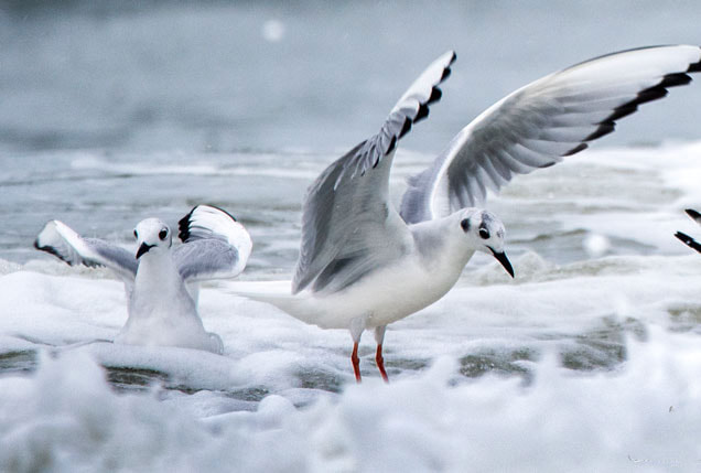 Bonaparte`s Gull frolicking in Atlantic Ocean surf Myrtle Beach Picture