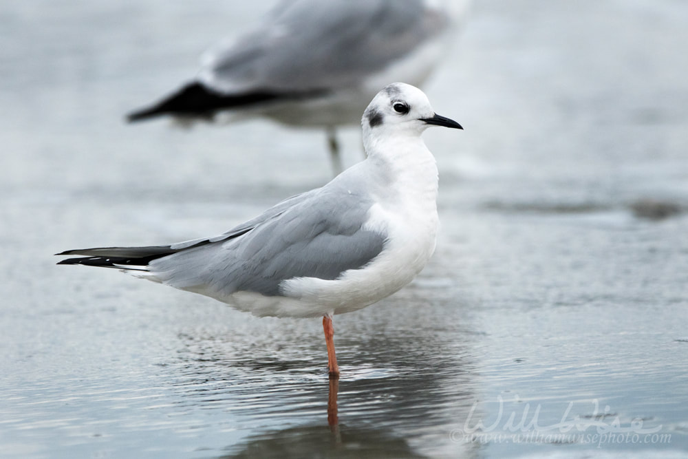 Bonaparte`s Gull on Myrtle Beach seashore Picture
