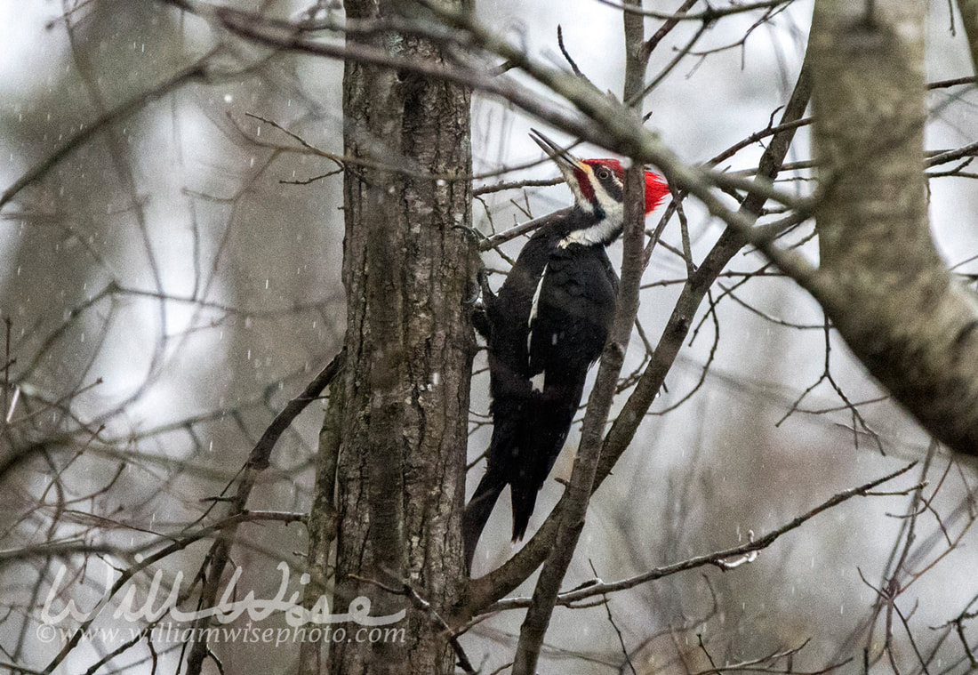 Pileated Woodpecker Picture