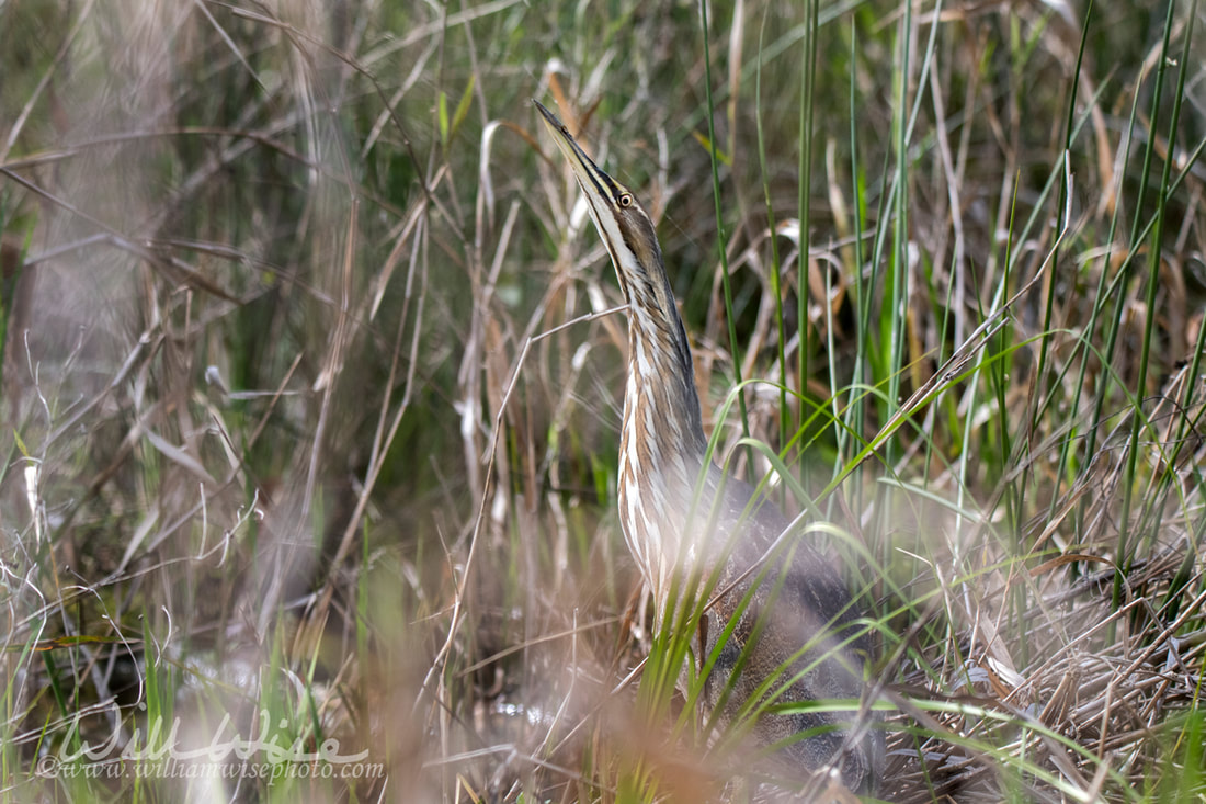 American Bittern hiding in grasses in Okefenokee Swamp Georgia Picture