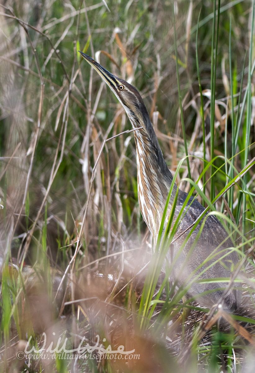 American Bittern Picture