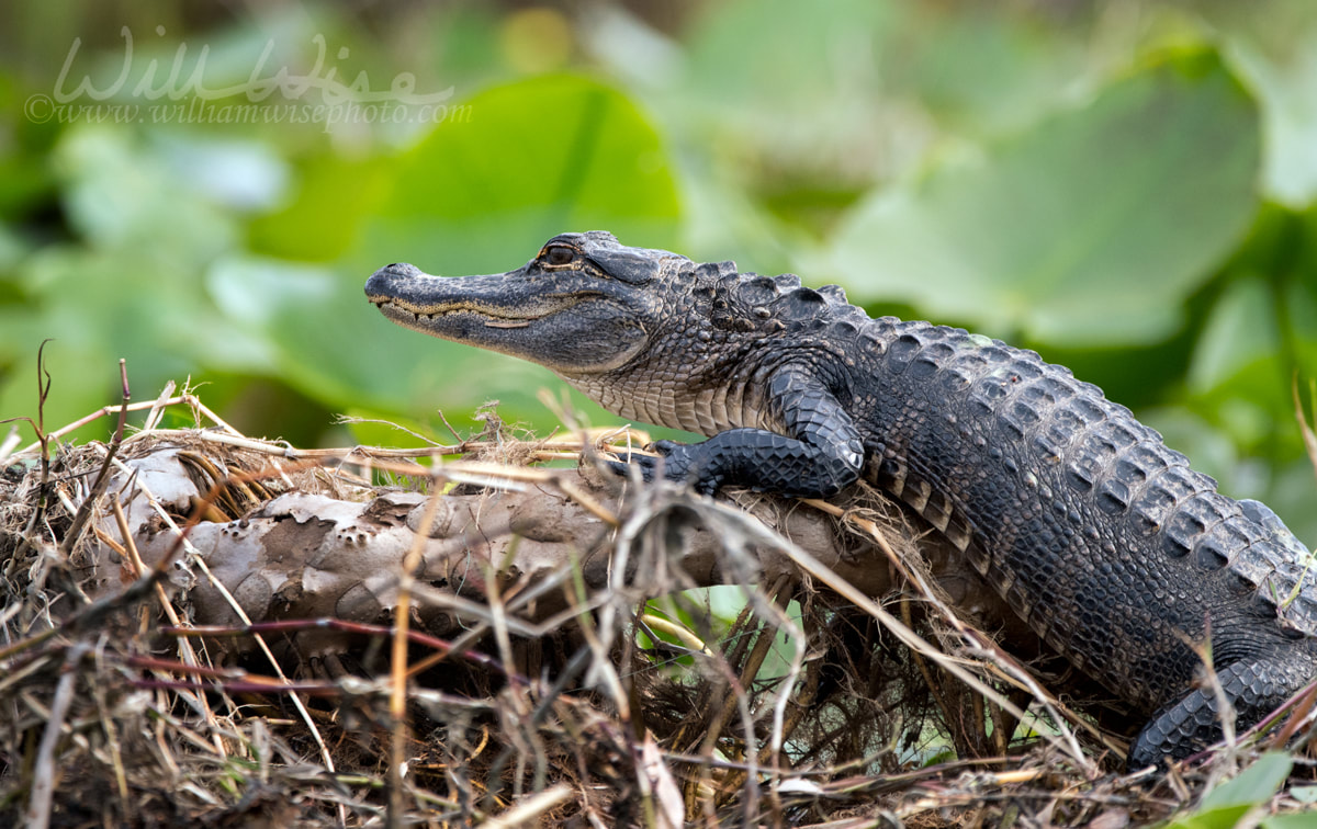 Okefenokee Alligator Picture