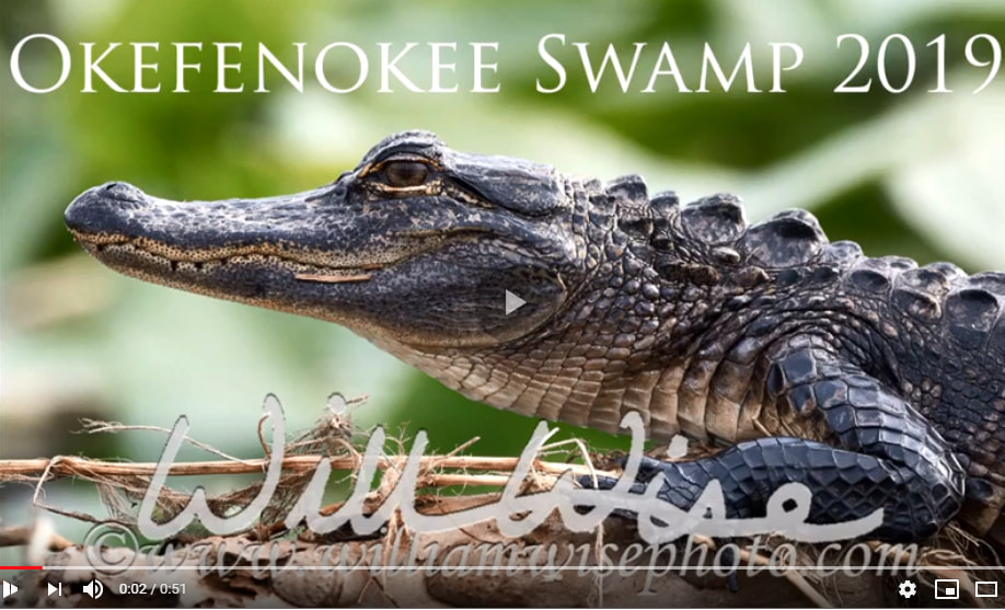 Okefenokee Alligator Picture