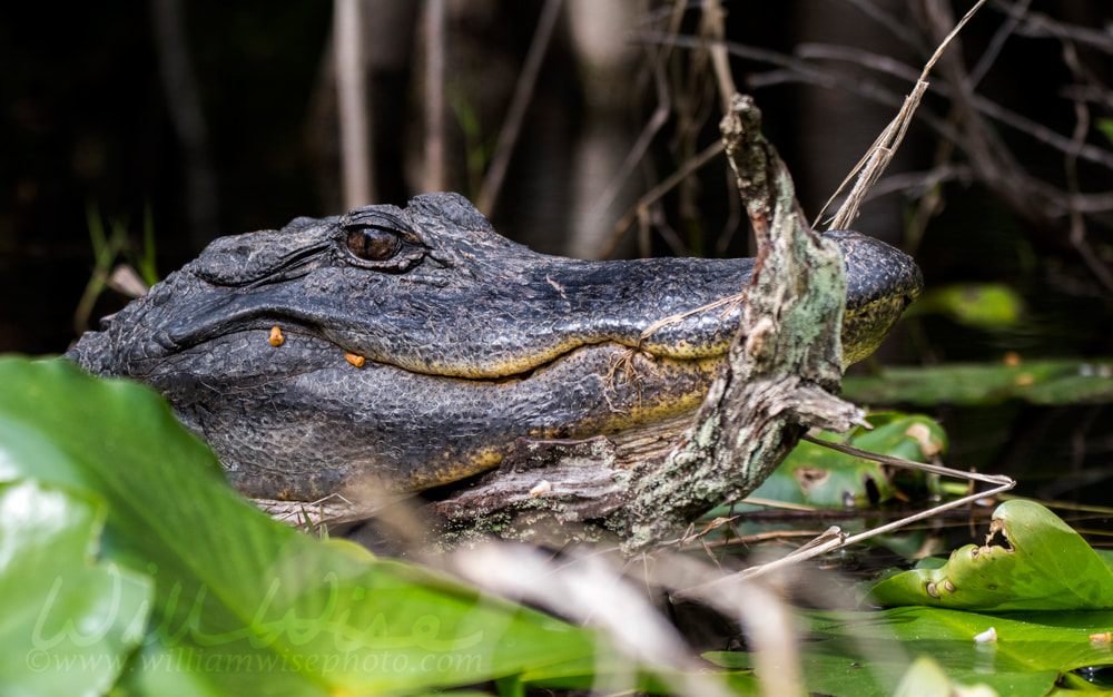 Okefenokee Alligator Picture