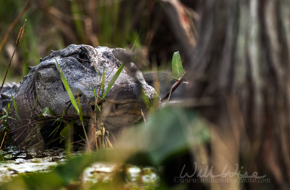 Okefenokee Alligator Picture