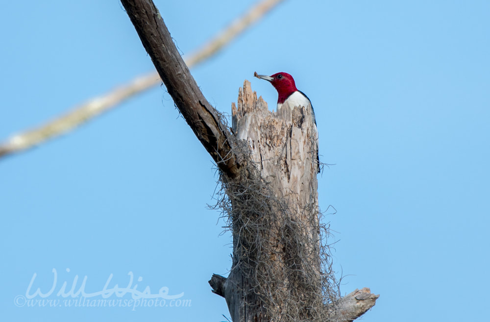 Woodpecker picture