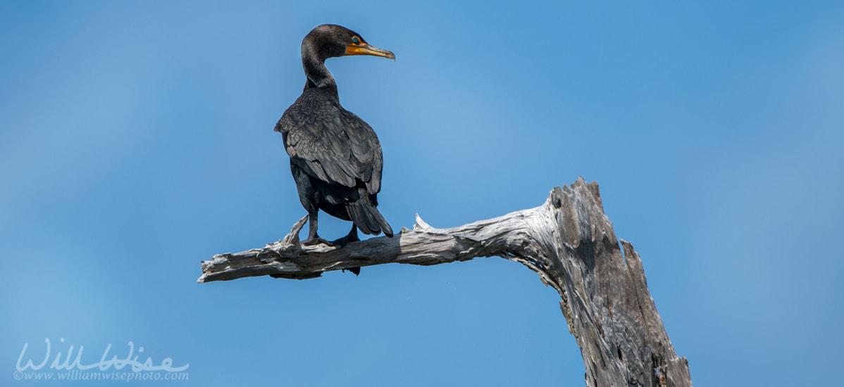 Double crested Cormorant bird Okefenokee Swamp Picture