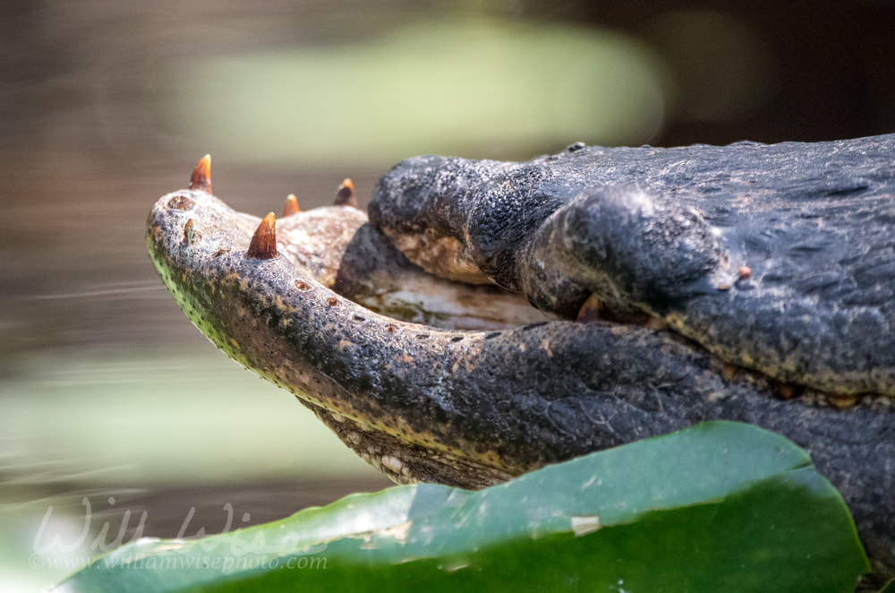 Deformed Alligator Snout Picture