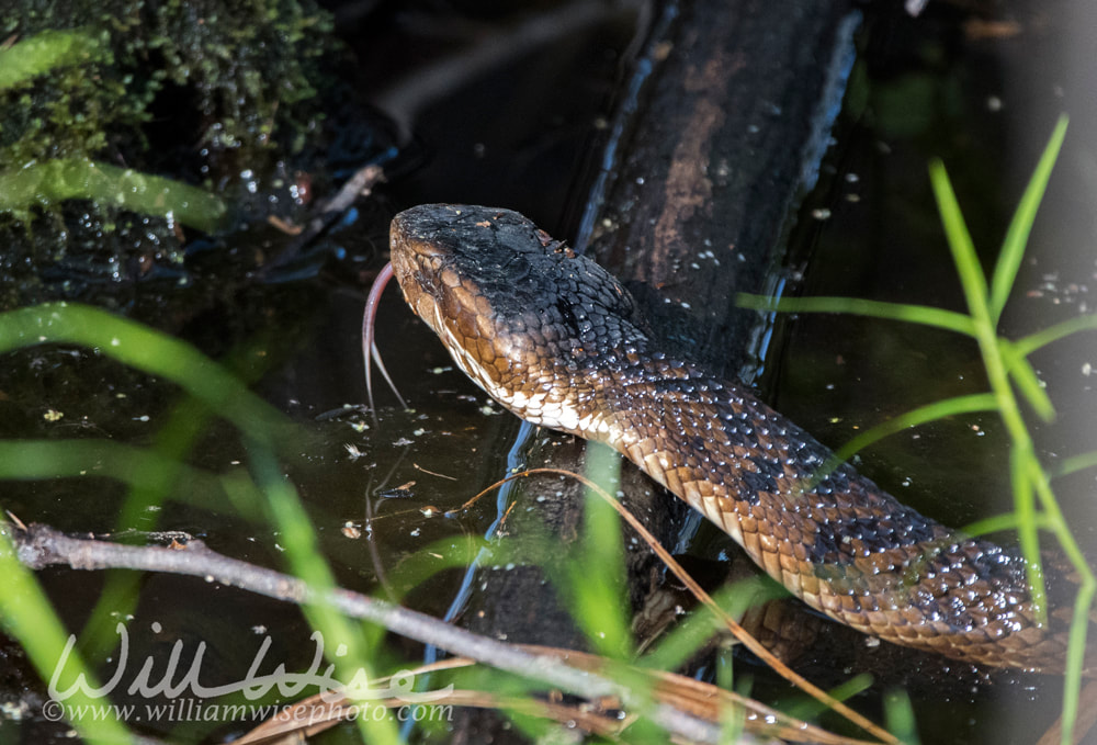 Cottomouth snake Picture