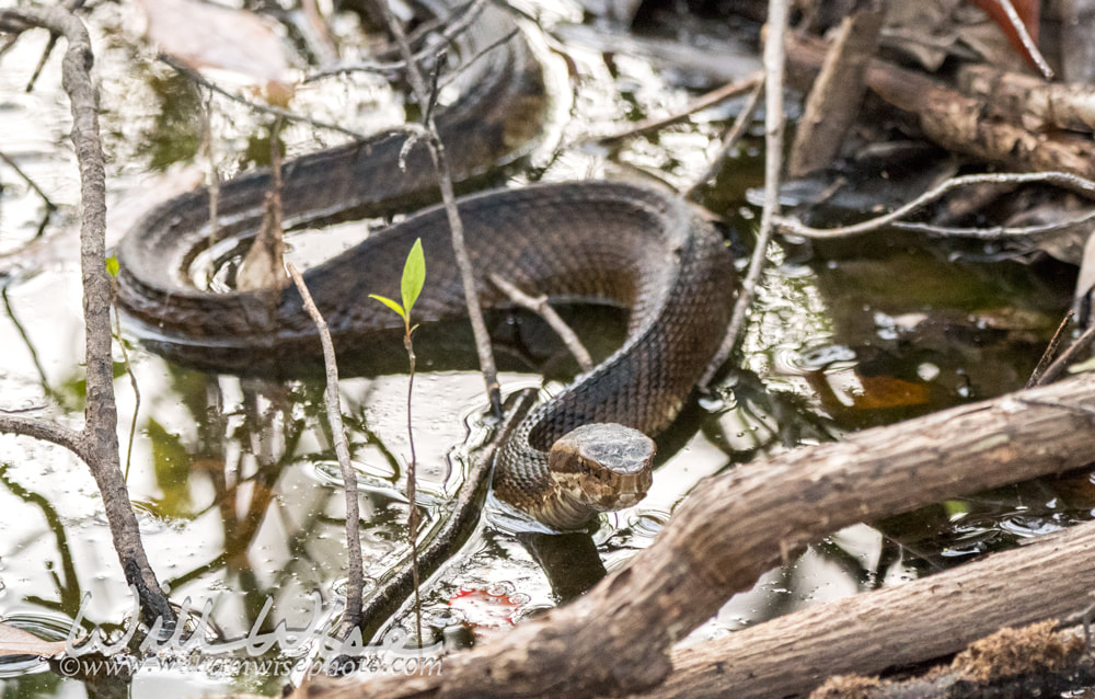 Cottomouth snake Picture