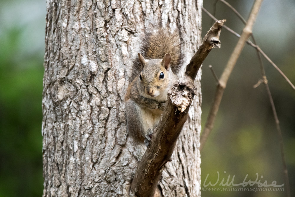 Eastern Gray Squirrel Picture