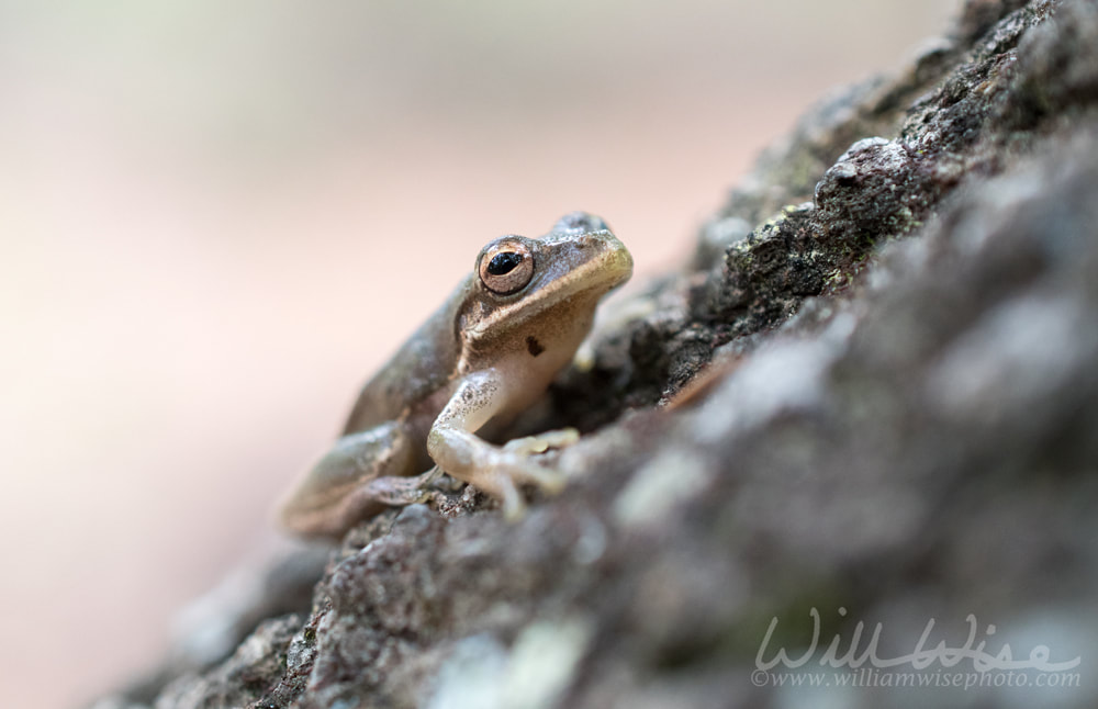 Squirrel Tree Frog, Okefenokee Swamp Georgia Picture