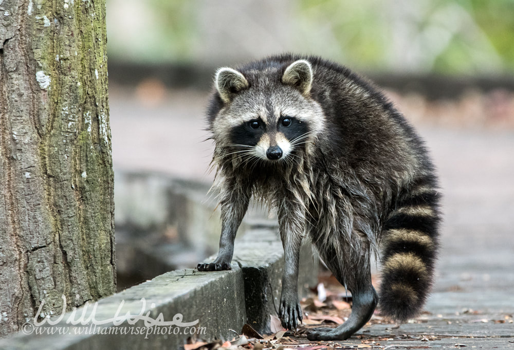 Raccoon on Trembling Earth Trail boardwalk in Okefenokee Swamp Picture