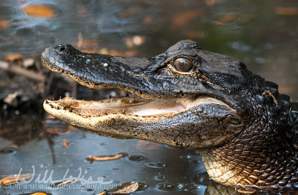 Young Alligator Teeth Picture