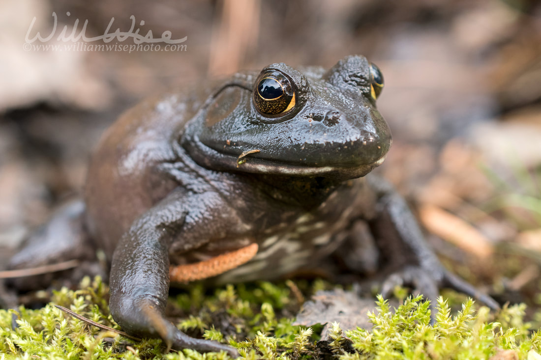 Giant American Bullfrog, Georgia Picture