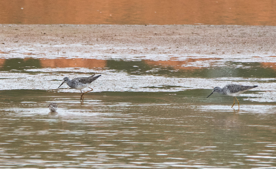 Great Yellowlegs Picture