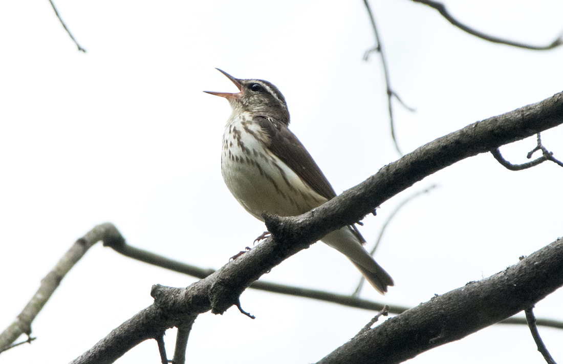 Waterthrush Picture