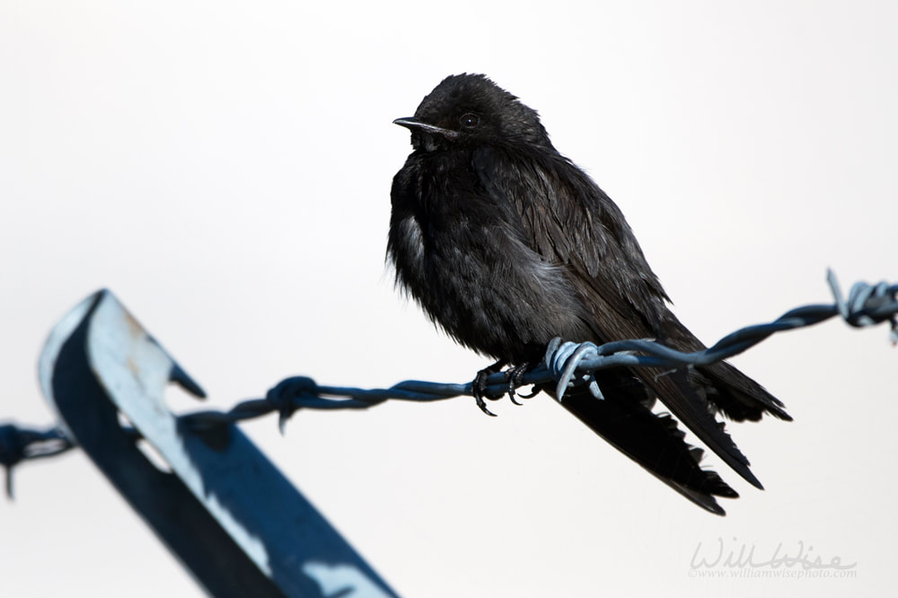 Purple Martin Picture