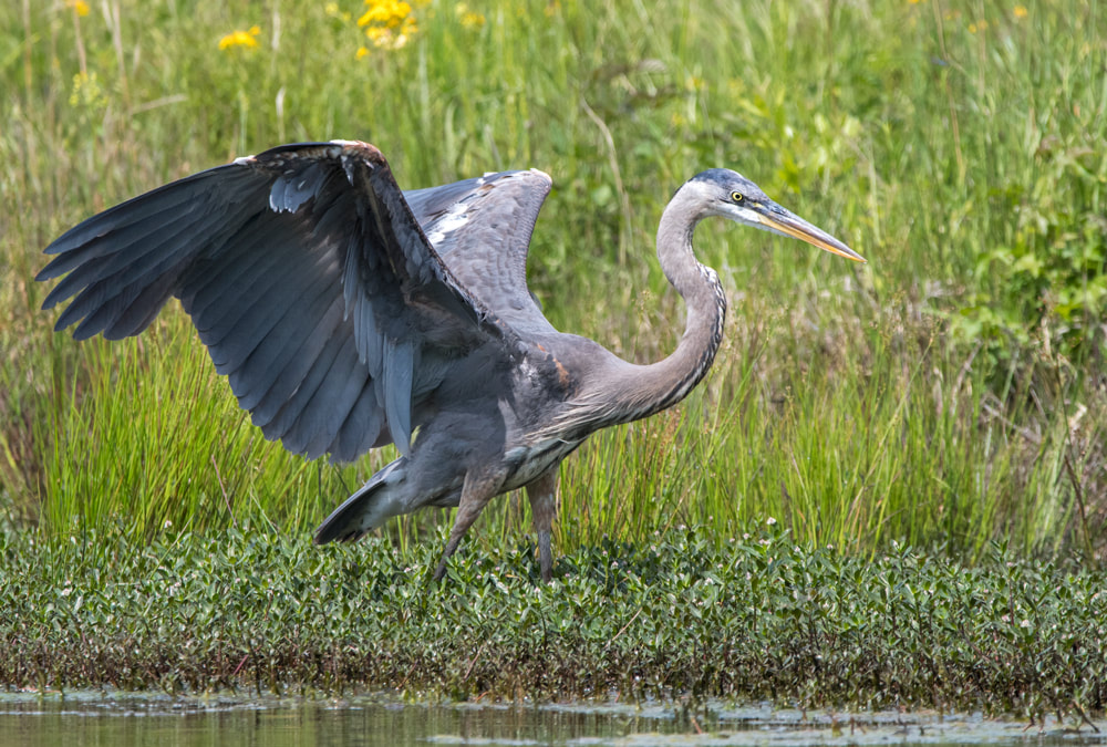 Great Blue Heron Picture