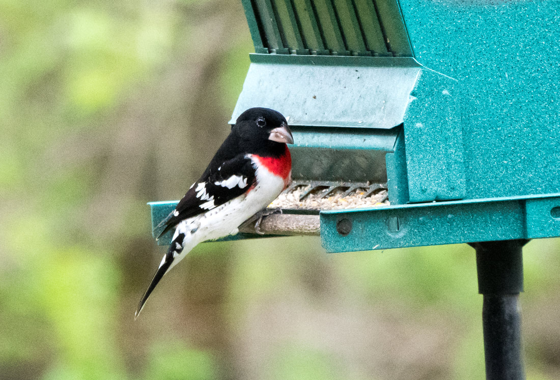 Rose Breasted Grosbeak Picture