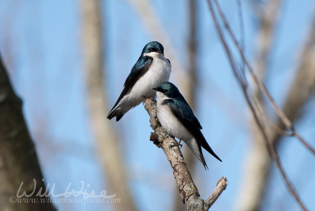 Tree Swallow Picture