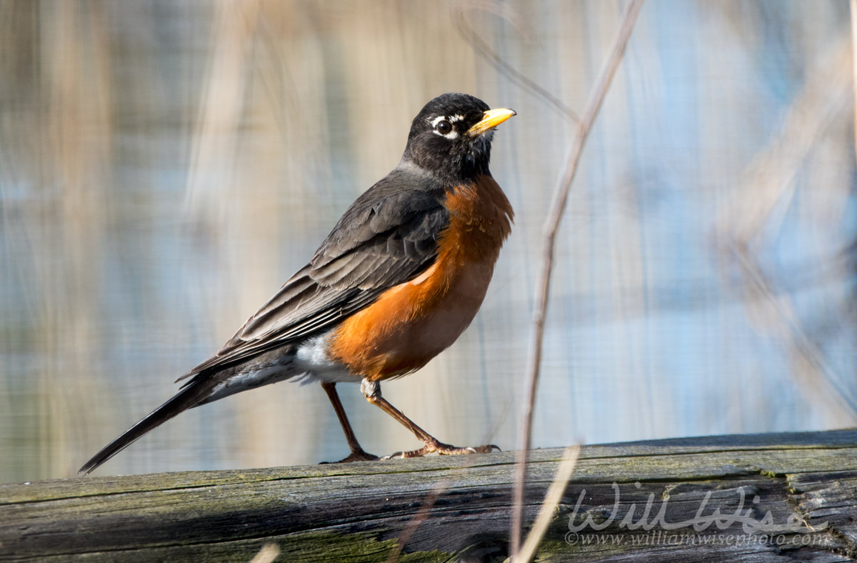 American Robin Picture