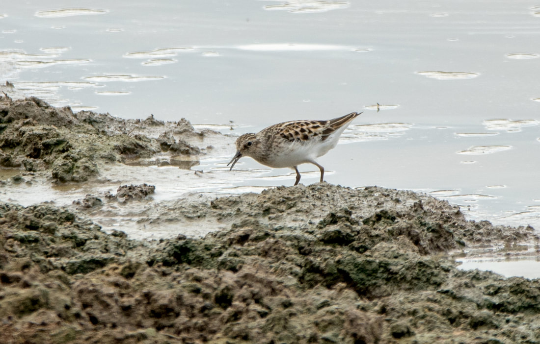 Least Sandpiper Picture