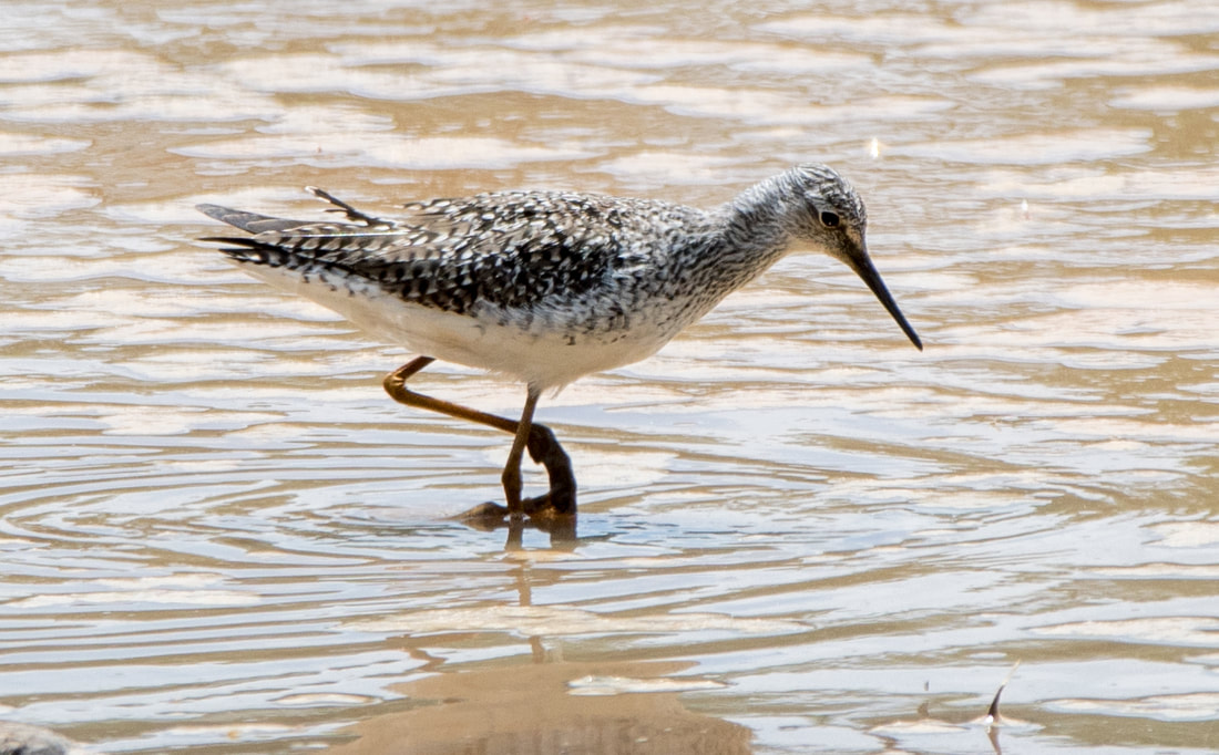 Lesser Yellowlegs Picture
