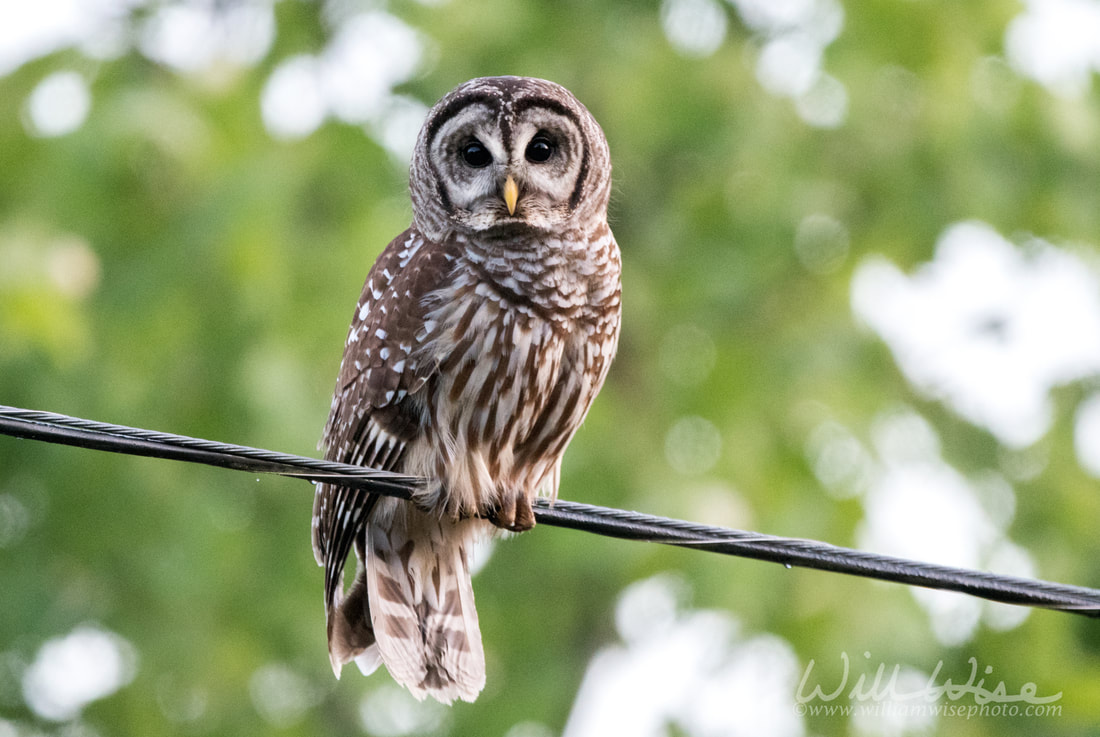 Barred Owl Picture