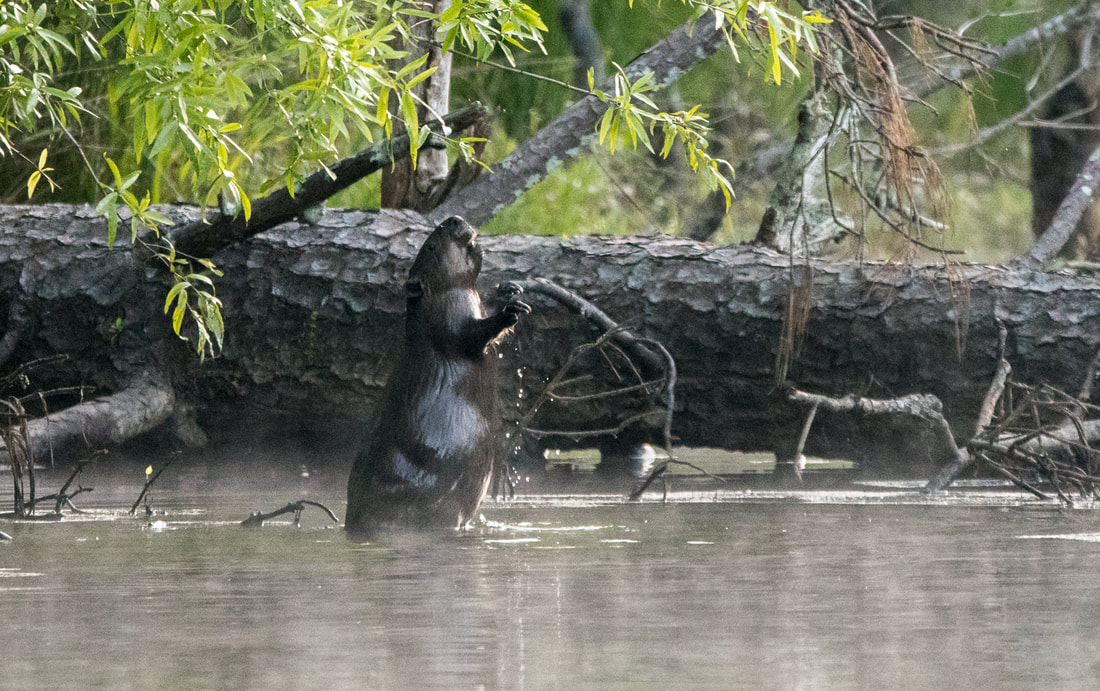 Beaver Picture