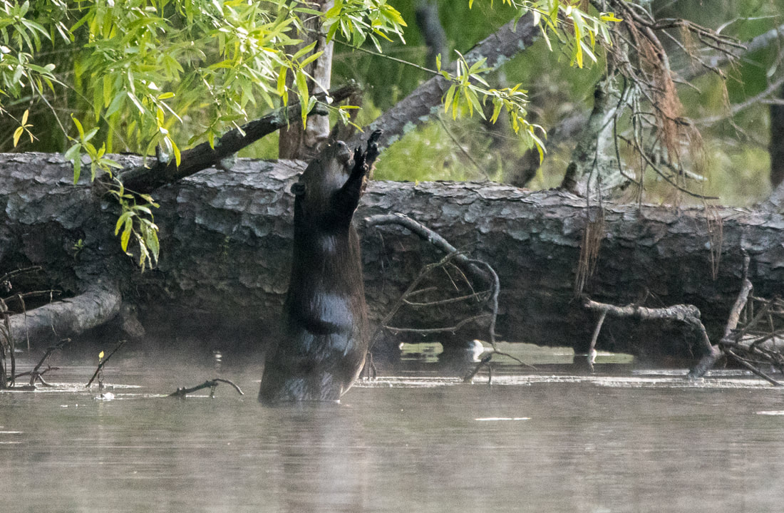 American Beaver Picture