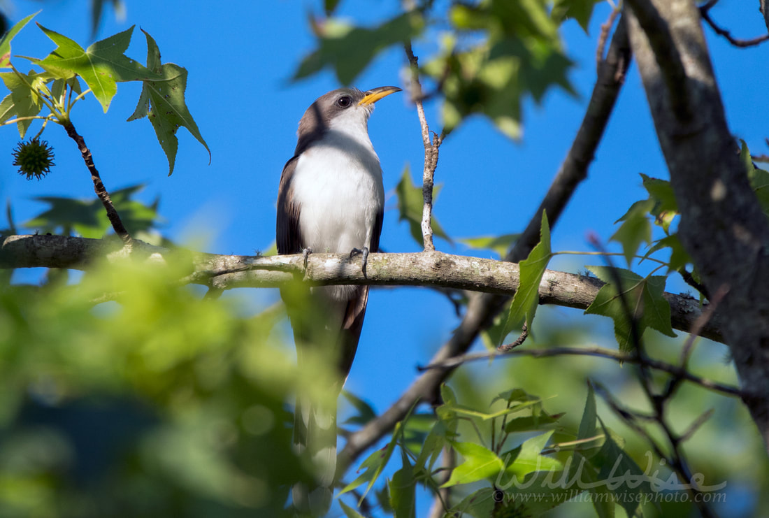 Yellow Billed Cuckoo Picture