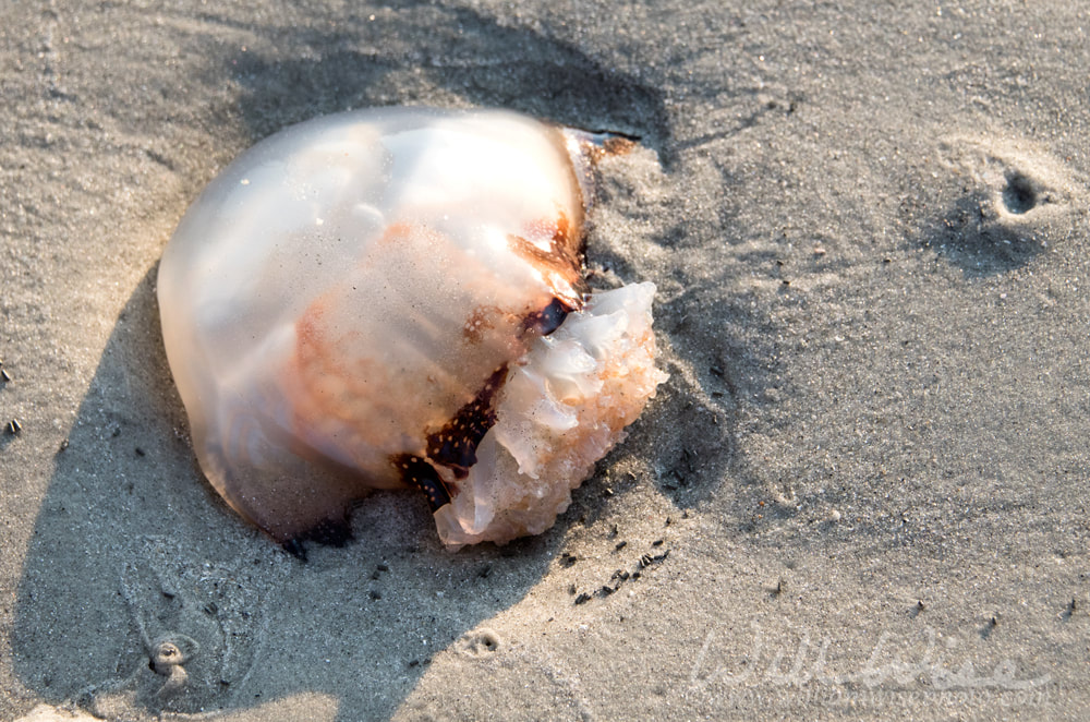 Cannonball Jellyfish washed up on Hilton Head Island Beach Picture
