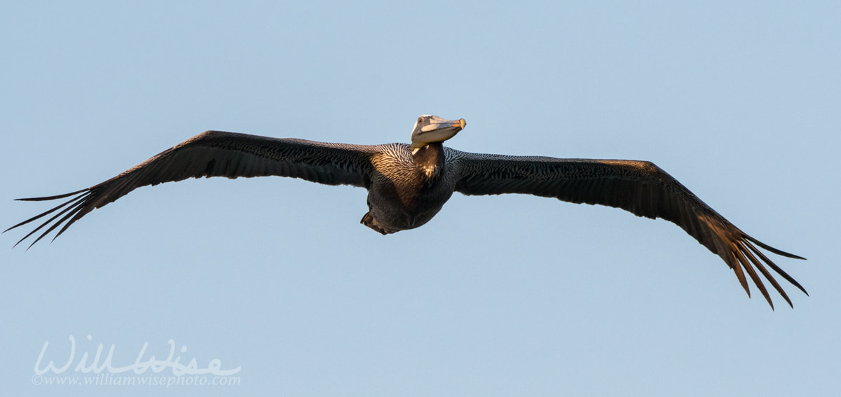 Brown Pelican in flight, Hilton Head Island beach, South Carolina Picture