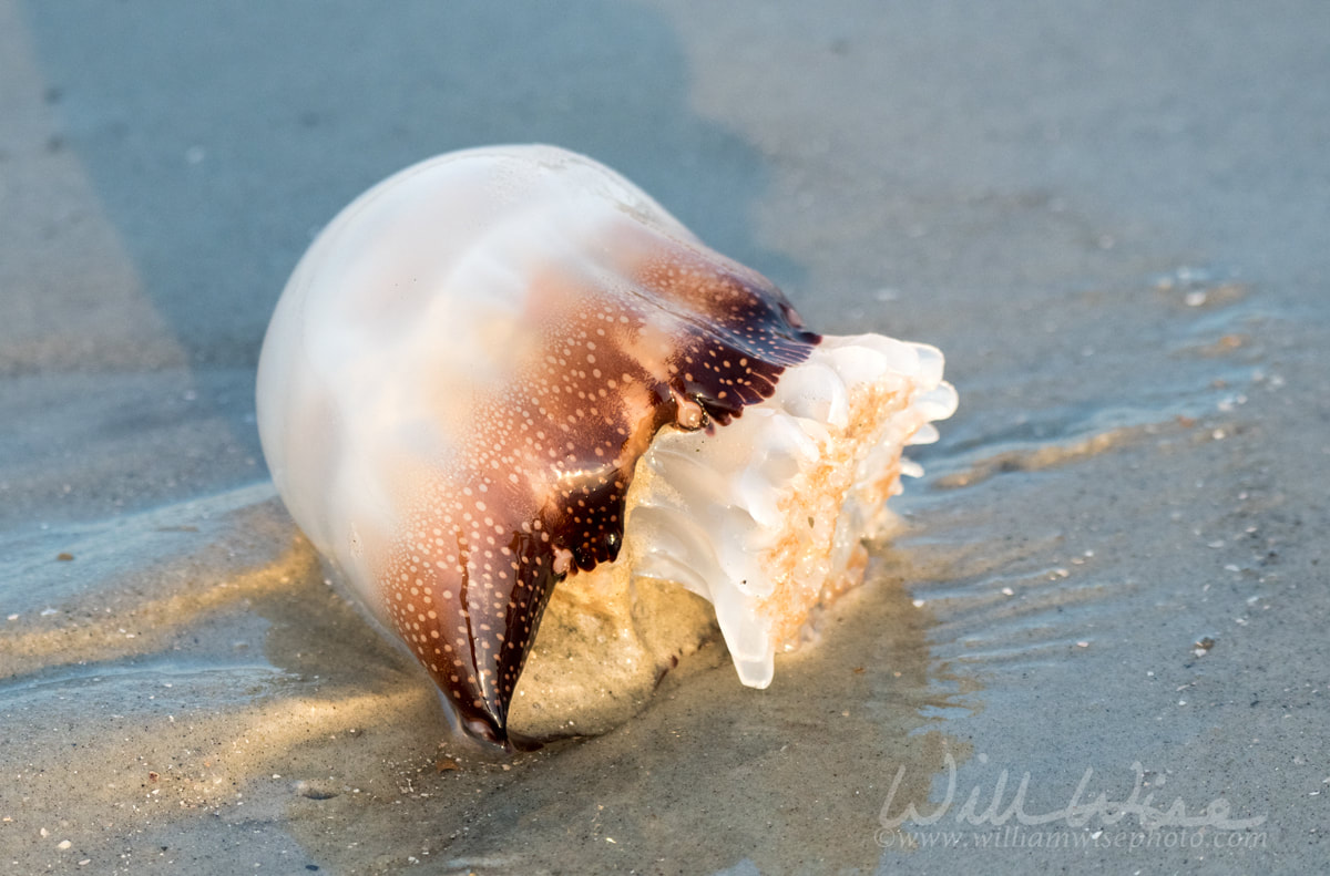 Cannonball Jellyfish washed up on Hilton Head Island Beach Picture