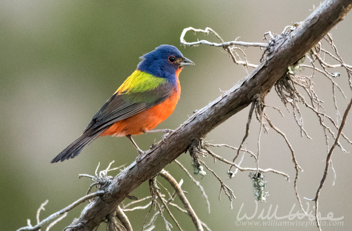 Painted Bunting, Pickney Island Wildlife Refuge, South Carolina Picture
